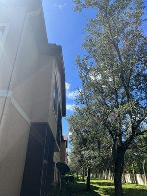 pruning back trees away from building @ stone ridge condominiums