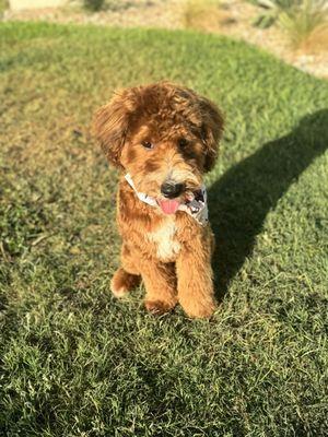 Mochi, our mini bernedoodle :)