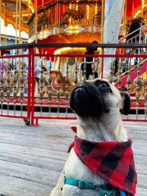 Getting his photos taken by the carousel.