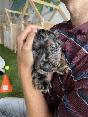 A cute cocker spaniel that was available to play with as well!