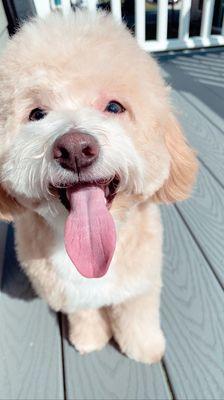 my puppy was so happy after his grooming with Skyler!