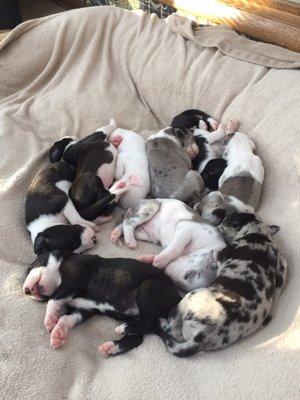 We currently have a litter great Dane euro puppies for sale anyone interested contact Misty Meadow Farm 216-372-2755