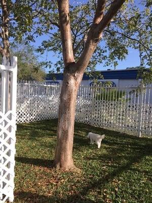 Fenced Area for boarding dogs