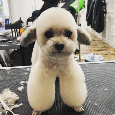 Bambi after grooming- asianstyle