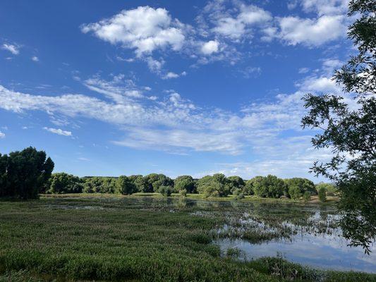 Willow lake cottonwoods