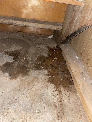 cat feces and urine that were left from the previous tenant and not cleaned up surrounded by litter