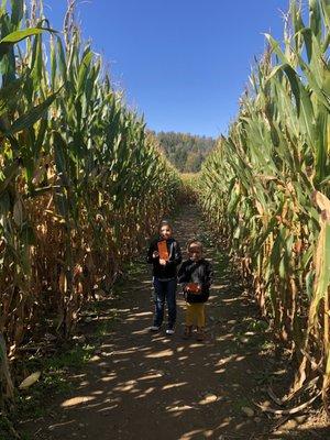 Corn maze