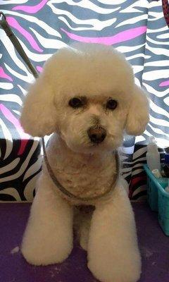 Bichon Frise