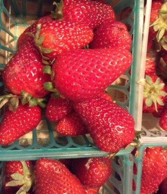 Best strawberries ever. Every piece was sweet. $12 for a half flat. I wish I got more. I already ate half!