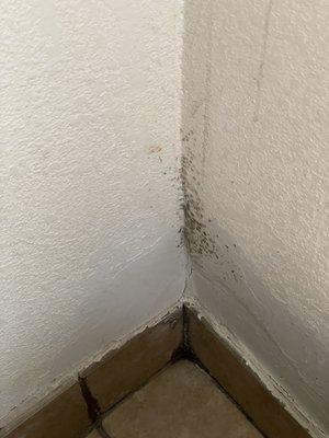 Mold