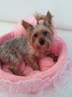 Hi I'm LeiAlani I'm just chilling in my beautiful new pink bed. I just went to Groves Vetrenary clinic and saw my favorite Vet Tara.