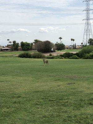 Coyote we saw on the back nine