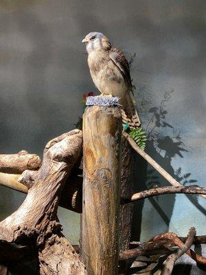 American kestrel