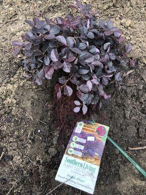 Loose roots right out the pot