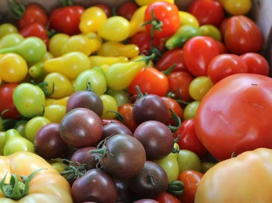 Fresh & local tomatoes!