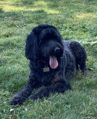 Remy the Wonder Dog after a shampoo and cut.