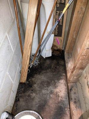 basement mold testing