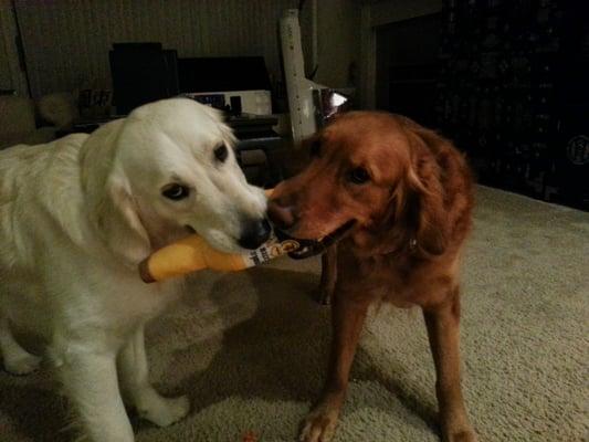 Royal & Buddy fighting over their new "beer" toy.