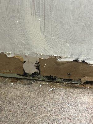 Black mold behind baseboards in women's bathroom.