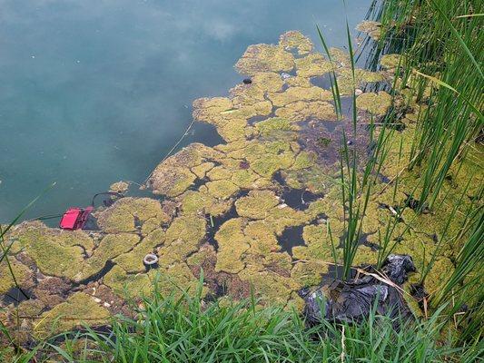 Disgusting. Swimming pool covered with litter.