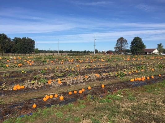 Pick your own pumpkins!