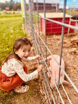 Pigs and more animals at the barn.