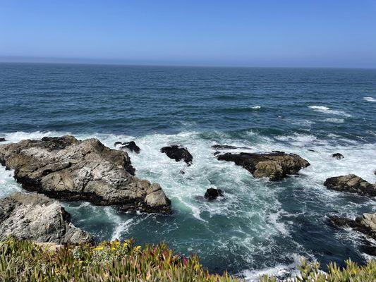 Views from the apparently invasive ice plant