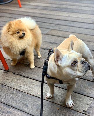 Patio is floof friendly