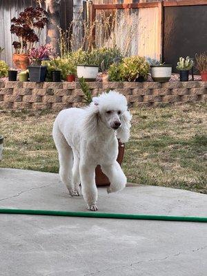 Standard Poodle