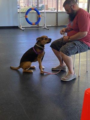 Maisy sitting when asked