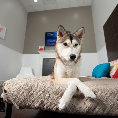 Luxurious, hotel-style private rooms with cameras allow for worry-free getaways knowing your pet is comfy.