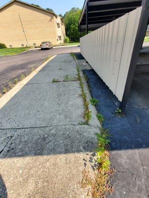 Weeds, walkway near one of thr carports. They are several inches tall