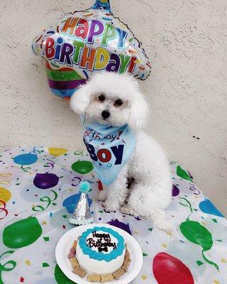 Haircut still fresh after a day! Thank you Barking Barber for making me look pretty on my Birfthday!