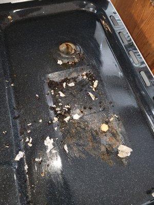 Mice droppings removed during deep cleaning