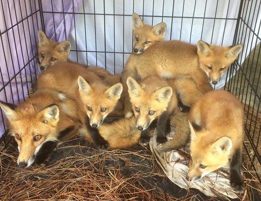 Fox Trapping Services - http://southernpest.biz/wildlife/fox-trapping/