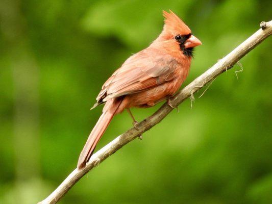 Cardinal