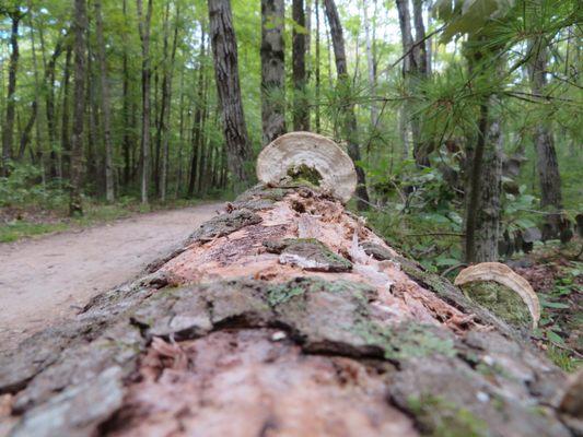 Fallen tree with fungi