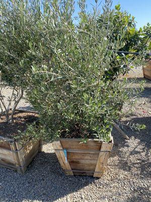 Various olives fruiting and non-fruiting starting at around 300 depending upon the size and going up to 800