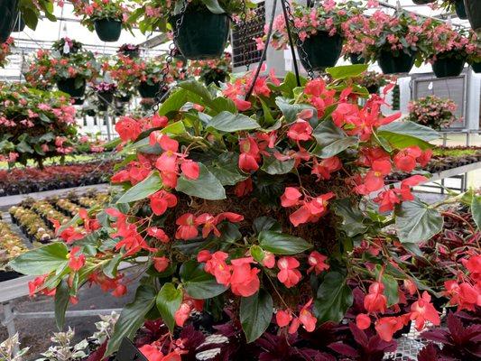 Dragon wing begonias in a moss basket