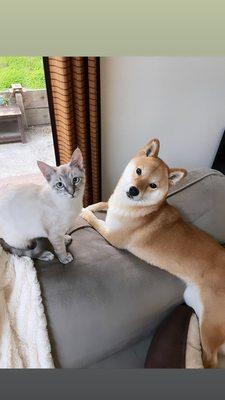 ZuZu the kitty and LiLu the Shiba:)