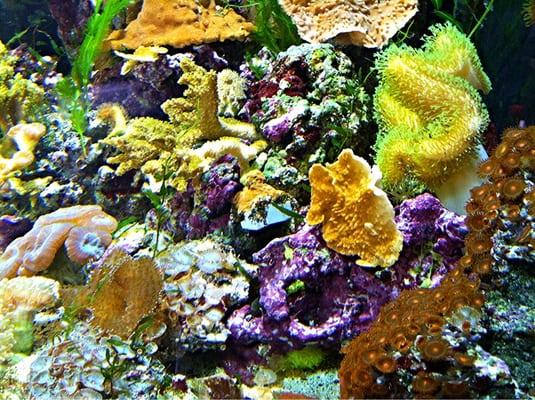 Coral Reef Display Tank