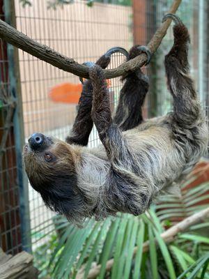 Two-toed Sloth