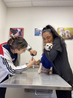 I didn't get their names but Roxie is having her toe nails trimmed.