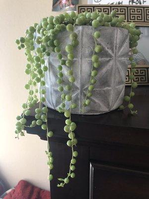 String of Pearls