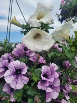 Varieties of hanging baskets are beautiful here.