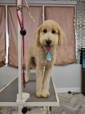 Sunny did amazing for his first big boy hair cut!