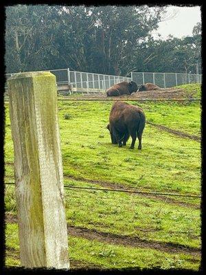 Bisons in Golden Gate Park, 12/28/2023