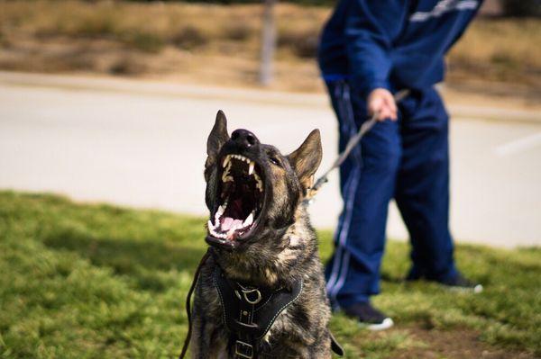 Aggression training