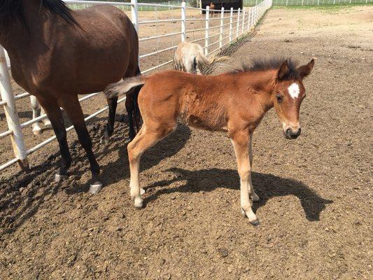 Baby horse mystique