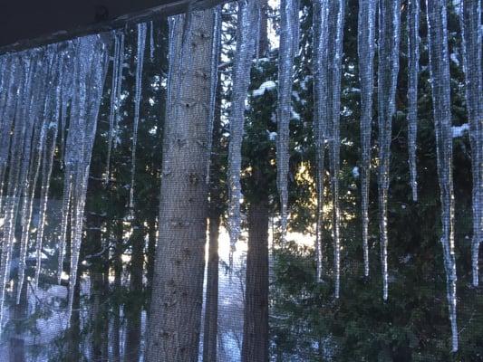 Beautiful icicles outside our window